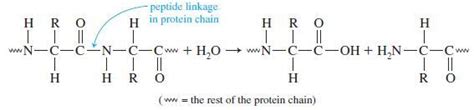 Proteins On Hydrolysis Break Down Into