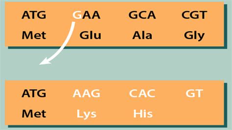 Missense Nonsense And Frameshift Mutations A Genetic Guide