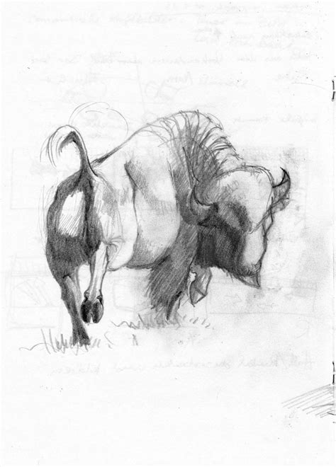 bison sketch – buffalo-jump