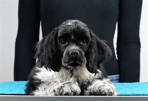 English Cocker Spaniel Kaufen Welpe Aus Tasz R Deinetierwelt