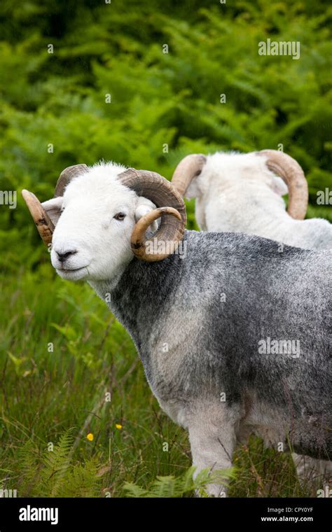 Traditional Herdwick Sheep Ram In The Lake District National Park