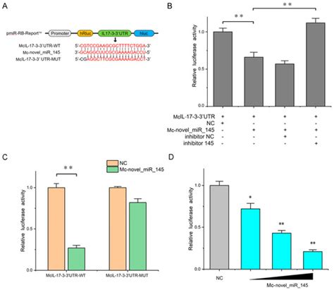 Ijms Free Full Text Exploring The Role Of A Novel Interleukin