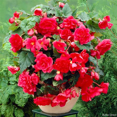 Aurora Glow Begonia Order Begonia Tubers Online Bulbs Direct Nz