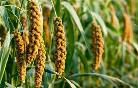What Is Millet, And What Is It Used For? - The FarmPURE