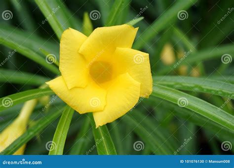 Yellow Thevetia Peruviana Flower Stock Photo - Image of closeup, garden ...