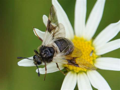 Taxonomy Cimbicidae Observation Org