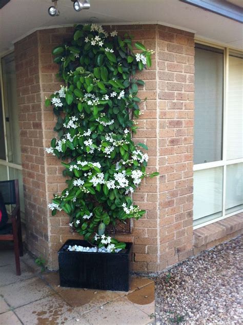 Stephanotis Floribunda