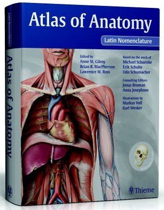 Anatomy Latin Anatomical Charts Posters