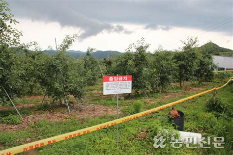 사과 주산지 경북 안동서 과수화상병⋯농가 긴장