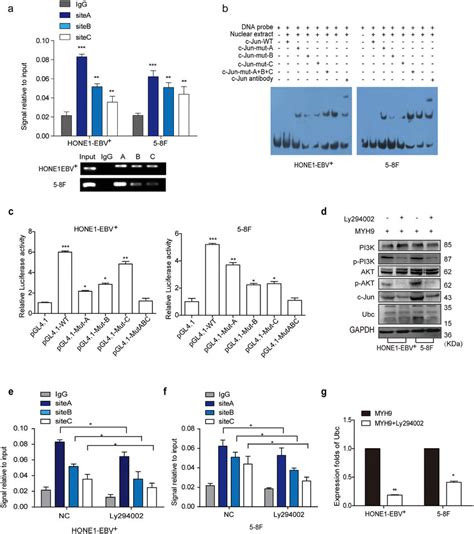 Myh Promotes Ubiquitin Transcription Via Pi K Akt C Jun A Chromatin