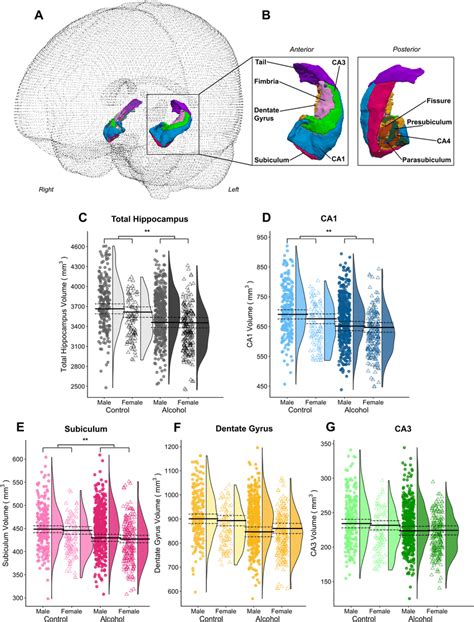 Overview Of Group By Sex Effects On The Volume Of A Priori Hippocampual Download Scientific