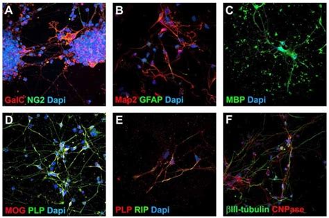 Derivation Of Functional Oligodendrocyte Progenitor Cells Opcs From