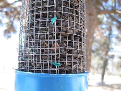 Make Your Own Sunflower Seed Bird Feeder Nancyclaeys Dot Com