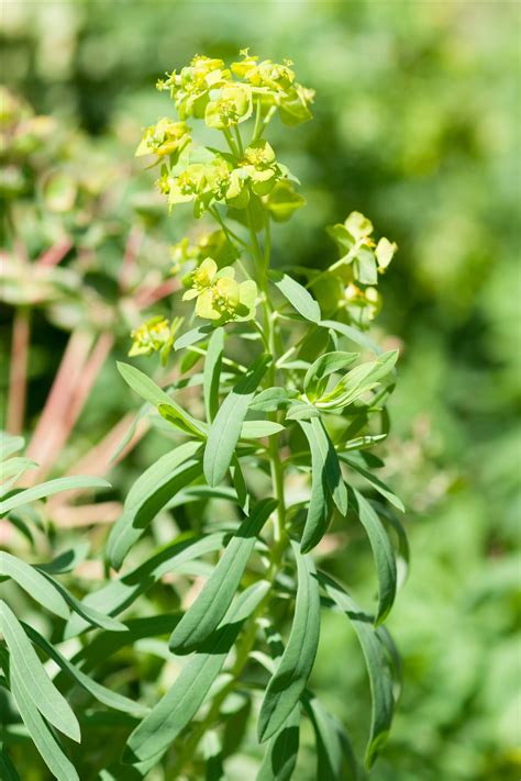 Euphorbia Esula Subsp Tommasiniana Bertol Kuzmanov Préservons La