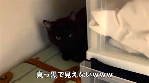 またまたクローゼットに隠れる猫たち Youtube