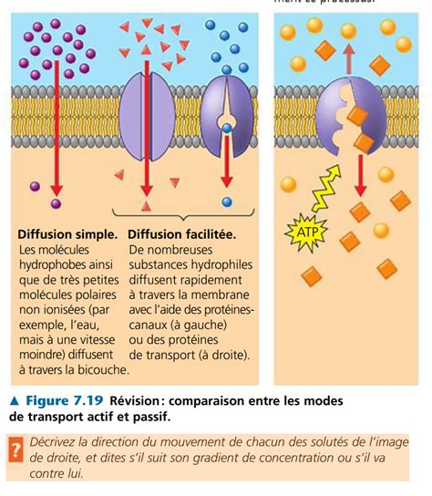 M Decine Bcpst Structure Et Fonction Des Membranes Innover En Svt