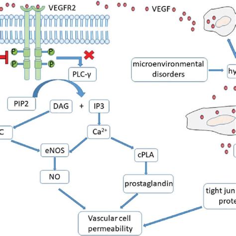 The Mechanism Of Vegf Mediated Increase In Vascular Permeability And