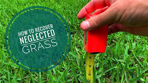 St Augustine Grass Wet Tall And Full Of Fungus Youtube