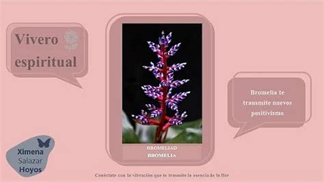 Bromelia Significado Espiritual Y Simbolismo Ame Jumelle