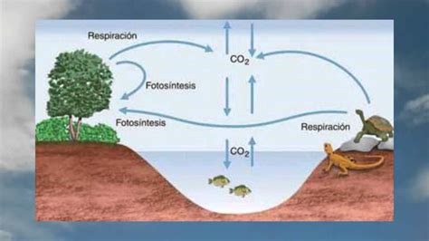 Datos Interesantes Del Ciclo Del Oxigeno