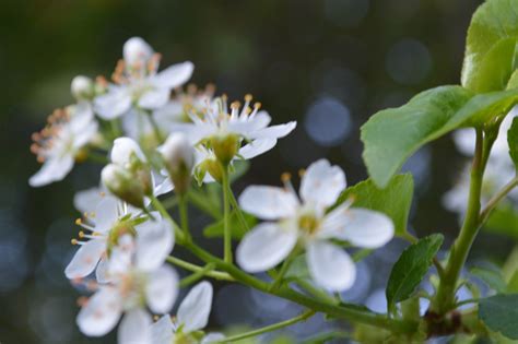 Free Images Nature Branch Blossom Fruit Flower Food Green Herb