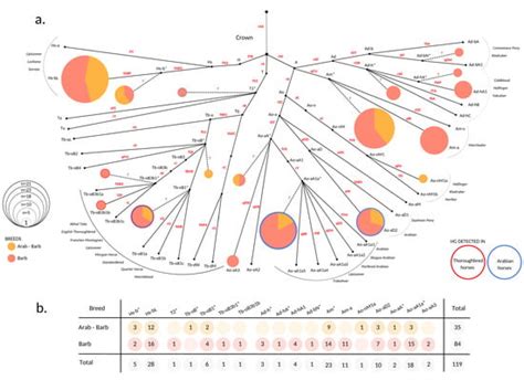 Animals | Special Issue : Novel Insights in Horse Breeding and Genetics