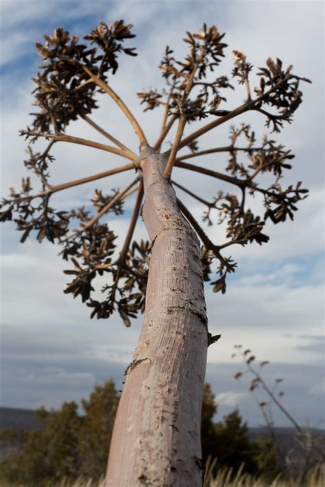 Free Images Tree Nature Branch Wood Leaf Flower Trunk Spring