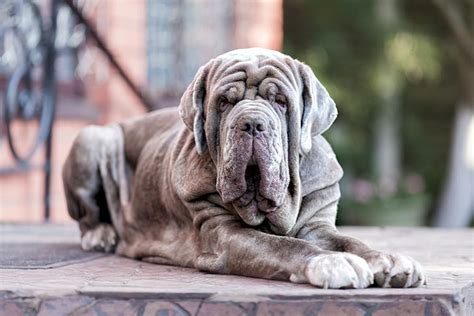 Neapolitan Mastiff Dog Breed Information