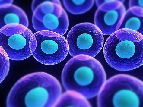 Informati Sulle Cellule Staminali Sanitaria Sportiva Blog