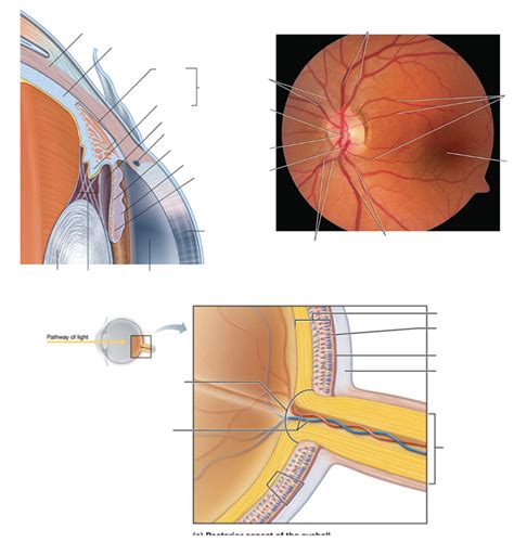 AP HEENT Eye Anatomy Pt 5 Diagram Quizlet