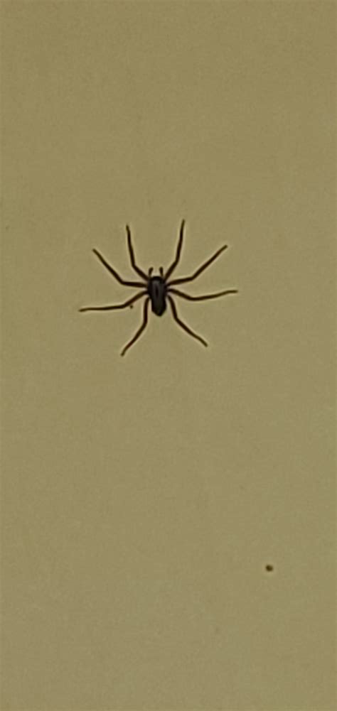 [Florida] is this a Brown Recluse? Looks extremely similar but has a ...