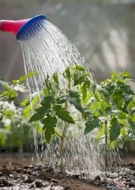 Watering Tomato Plants How To How Often How Much Gardentoollife