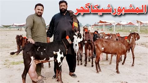 Goat Farming Pure Amritsari Beetal Big Size Gabhan Bakriyan For Sale