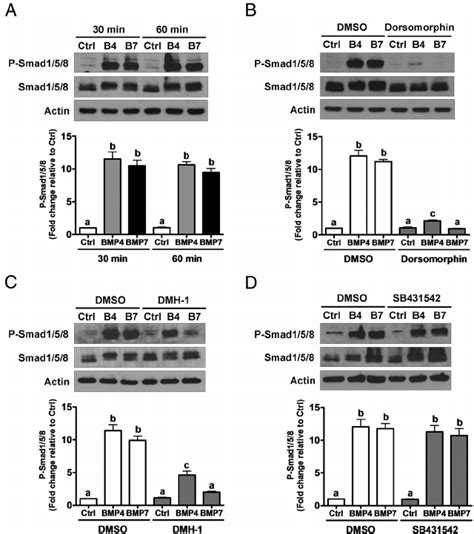 BMP4 And BMP7 Activate The Smad1 5 8 Signaling Pathway In SVOG Cells