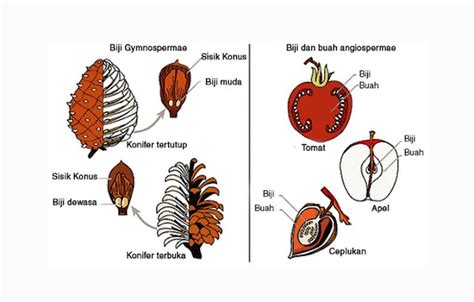 Spermatophyta Tumbuhan Berbiji Pengertian Ciri Klasifikasi Cekrisna