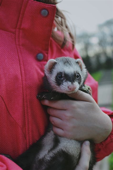 100000 Free Black Footed Ferret And Ferret Images Pixabay