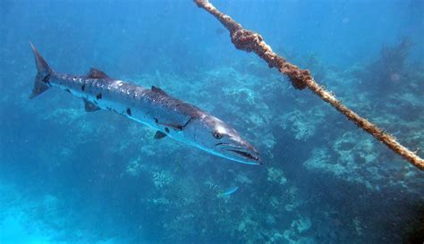 Snorkeling Looe Key Reef - It's Deep But Has Big Fish