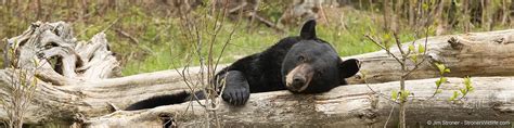 Lucky - North American Bear Center