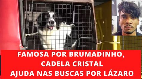 CADELA CRISTAL QUE ATUOU EM BRUMADINHO CHEGA PARA AJUDAR NAS BUSCAS POR