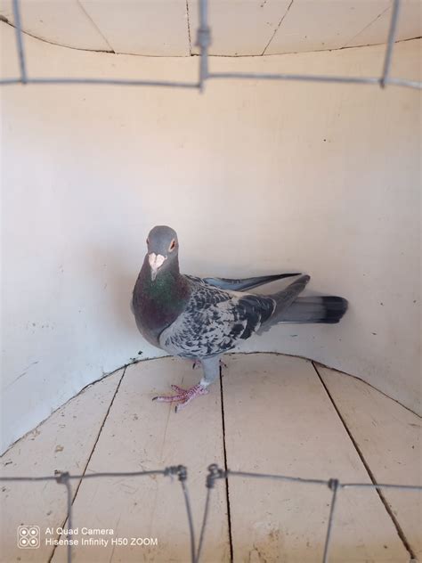 LOT 243: ZA 15 BPF 1866 (H) - Best Pigeon