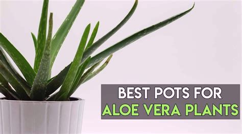 8 Best Pots For Aloe Vera Plants For Perfect Growth