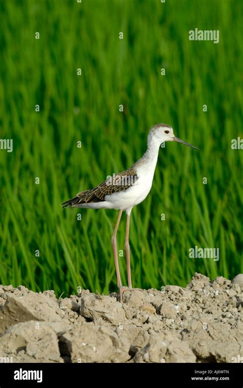 Juvenile Black Winged Stilt Himantopus Himantopus In Rice Field