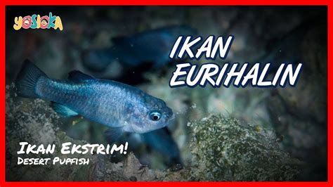 Ikan Eurihalin Ikan Yang Bisa Hidup Di Air Tawar Dan Air Laut YouTube