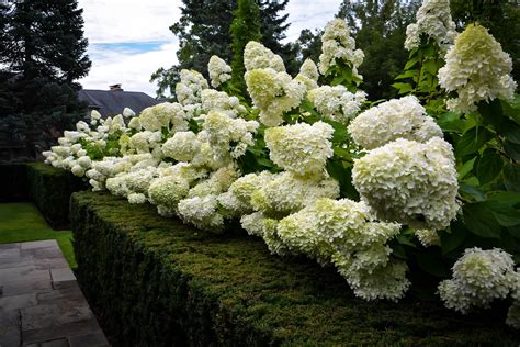 Гортензия метельчатая бомбшелл фото