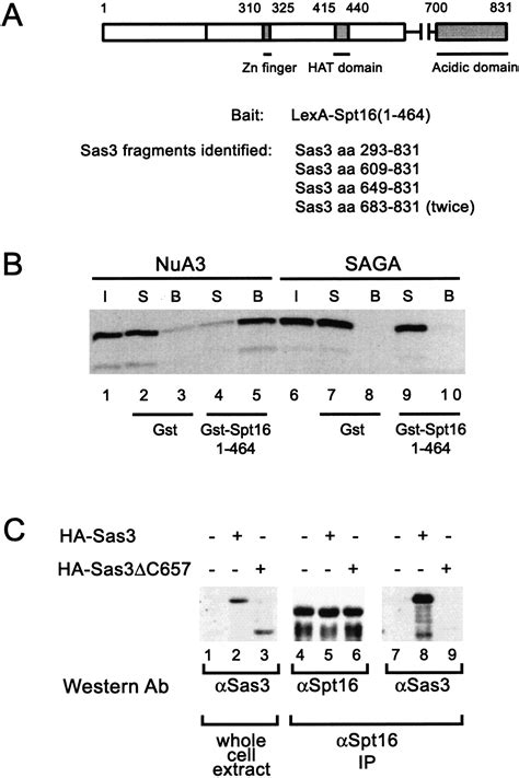 The Something About Silencing Protein Sas3 Is The Catalytic Subunit