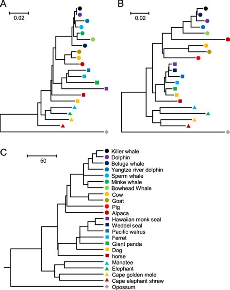 Nj Phylogenetic Trees Of Single Copy Or Genes In Marine Mammals And