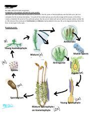 Lab Post Lab Assignment Pdf Ashlynn Sproule Bio L