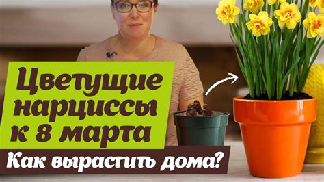 Выгонка луковичных цветов. Какой субстрат лучше - YouTube