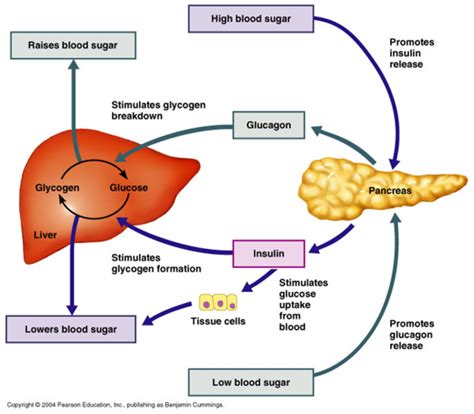 How The Pancreas Works Diabetes Daily