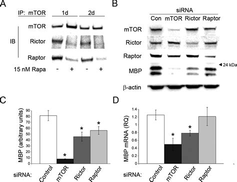 Activation Of The Mammalian Target Of Rapamycin Mtor Is Essential For